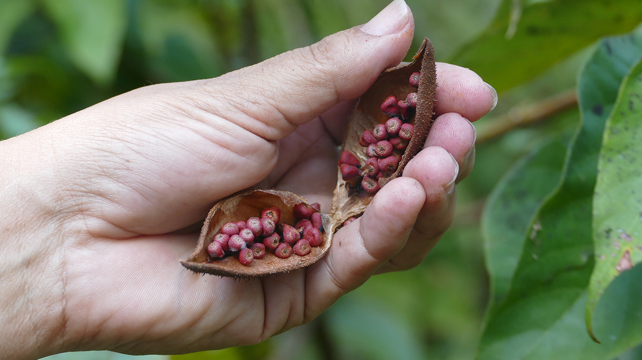 Agricultura orgánica, una esperanza de vida en Nicaragua
