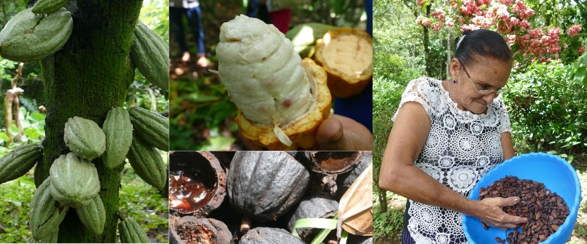 Ruta del Cacao, póliza de seguro para productoras