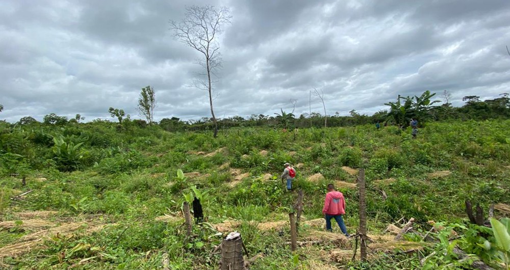 Una arrocera en medio del bosque. La destrucción del bosque para la siembra de  arroz provoca la pérdida de cobertura forestal. El arroz es uno de los principales alimentos de las comunidades miskitas.
