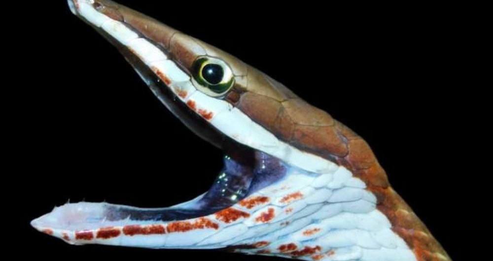Serpiente bejuquilla (Oxybelis koehleri) se alimenta de ranas o lagartijas a las que les inyecta una toxina que las paraliza. Para las personas no representa ningun peligro. Fotografía/Milton Ñamendi